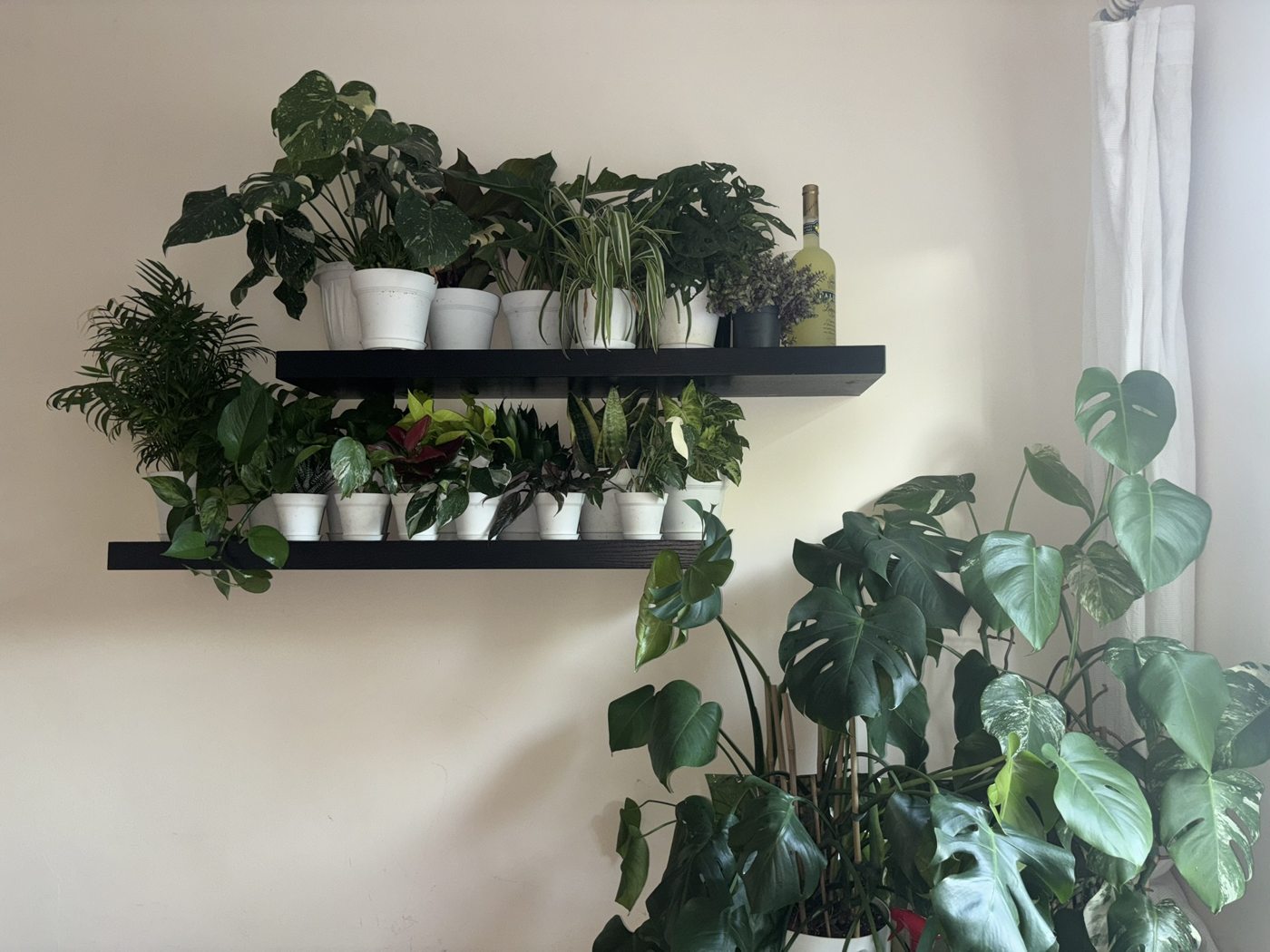 Osayi's collection of houseplants